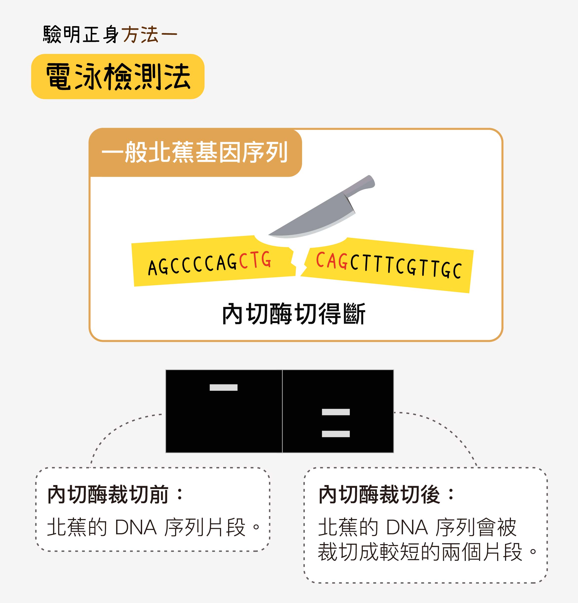 以一般北蕉來說，用特定限制內切酶去切特定分子標誌所在的 DNA 序列，北蕉的 DNA 序列會被裁切成兩段，跑電泳後，電泳圖下方出現兩條條帶，表示較短的兩個片段。圖│研之有物 (資料來源│蘇柏諺 / 陳荷明實驗室)