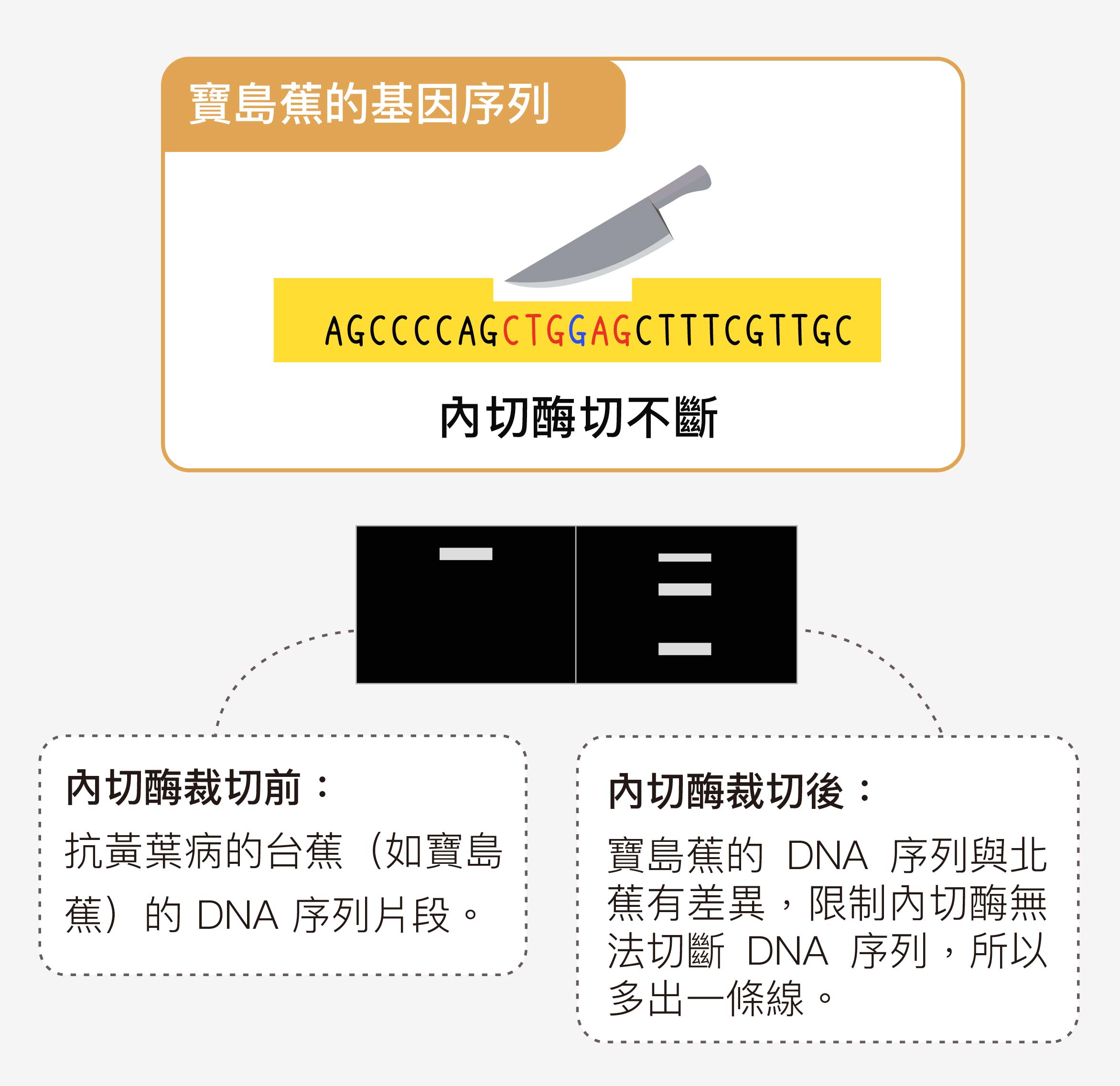寶島蕉該處的 DNA 序列與北蕉有差異，限制內切酶無法切斷 DNA 序列，跑電泳後，可發現電泳圖多出一條完整片段的條帶，形成三條色帶。為什麼不是一條線，而是三條線？北蕉有三套染色體，但變異通常只發生在其中一條染色體上，所以無法被裁切的序列大概只有三分之一，另外三分之二還是會被裁切。圖│研之有物 (資料來源│蘇柏諺 / 陳荷明實驗室)