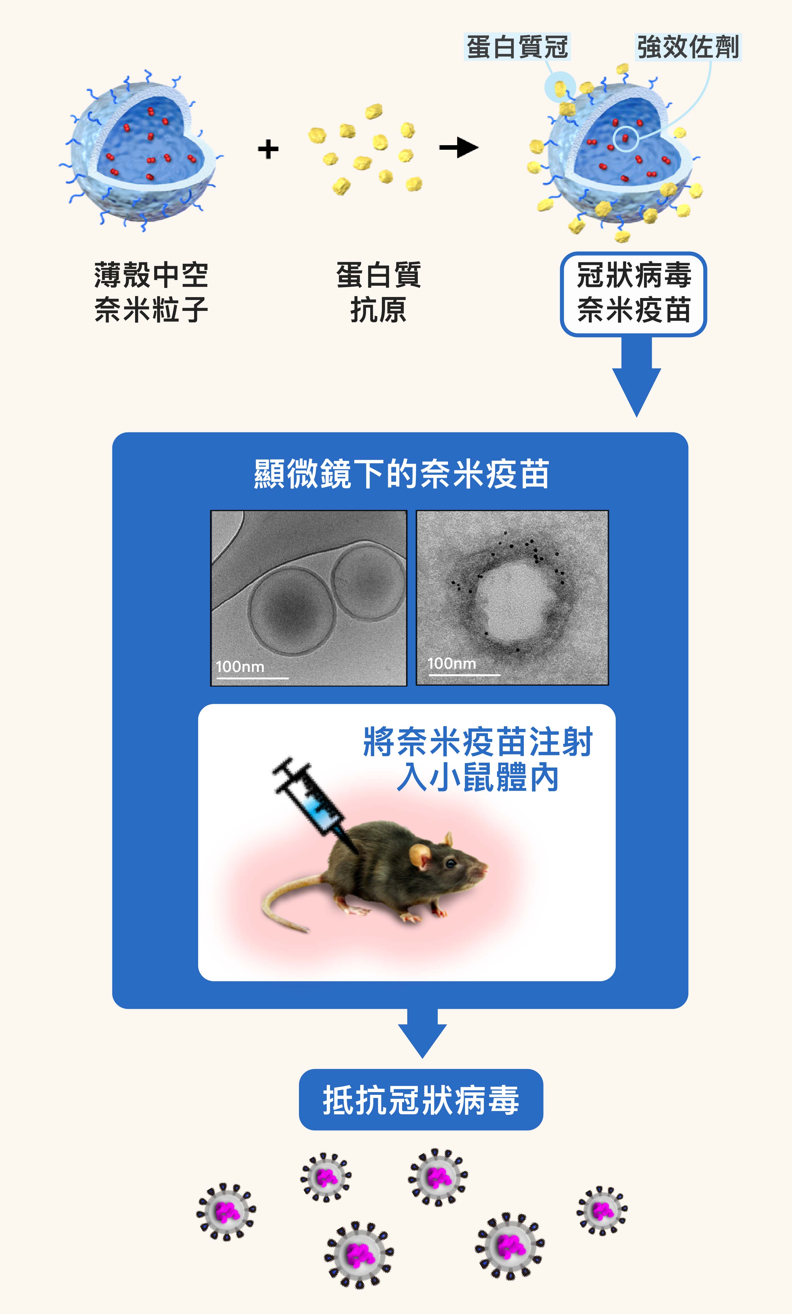 冠狀病毒奈米疫苗，便是比照病毒，將抗原做成奈米大小，並模仿冠狀病毒表面的皇冠樣突起，在薄殼奈米粒子的表面，覆上「蛋白質冠」，進而讓搭載於粒子內部的奈米級強效佐劑，得以一起傳遞予免疫細胞。經過實驗，MERS 奈米疫苗可在小鼠體內產生抗體長達 300 天，也能強化殺手 T 細胞，達到百分之百的動物存活率。圖│研之有物 (資料來源│胡哲銘)