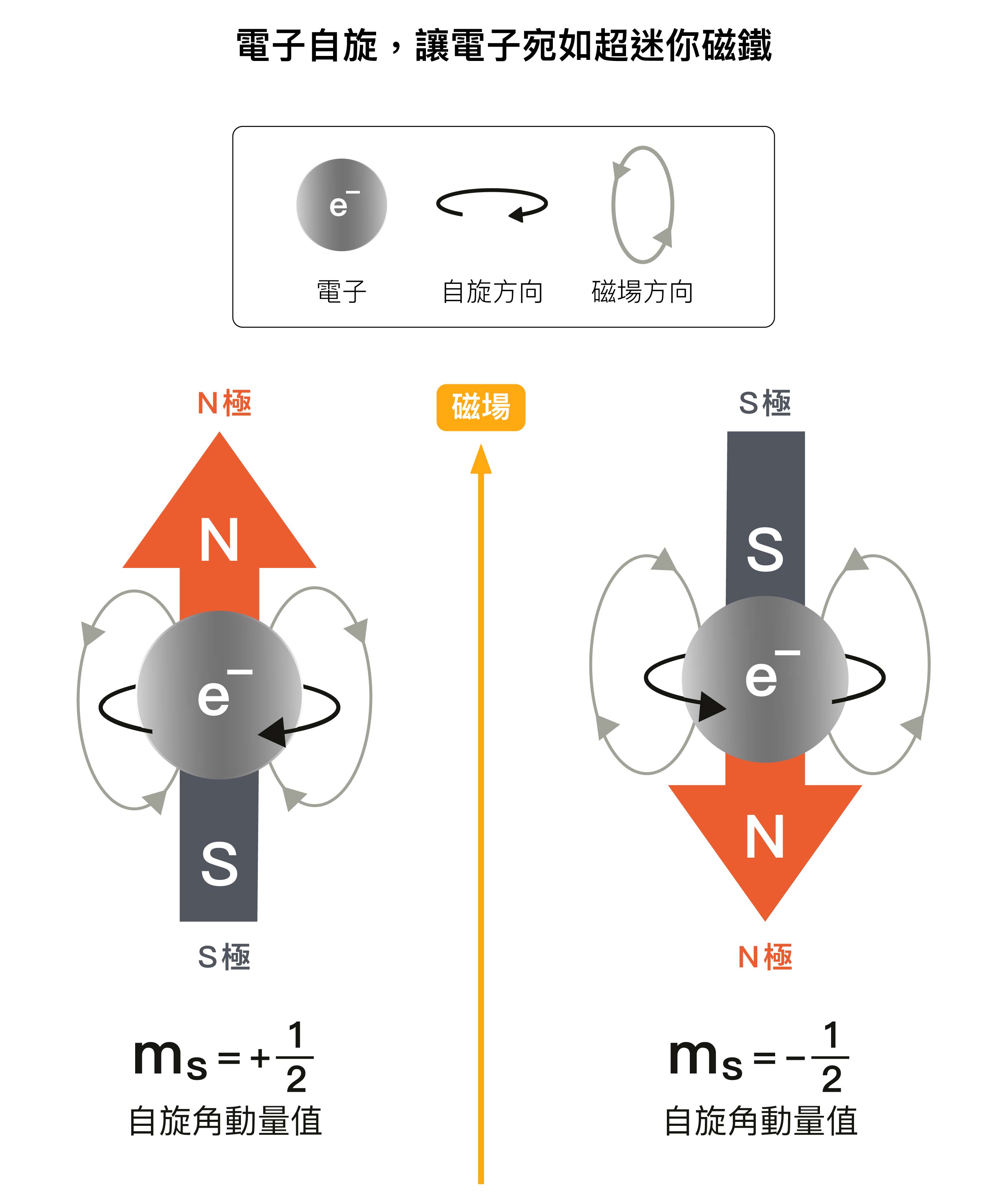 電子雖有角動量，卻不能理解成電子真的在轉。因為電子是個體積無限小的粒子，沒有體積，所以不可能轉動，自旋完全是量子力學的概念。而且電子自旋角動量值在磁場中只能是 1/2 或 -1/2 ，沒有其他可能的值，這就是「電子自旋 1/2 」的由來。圖│研之有物